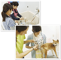 トリミングの様子